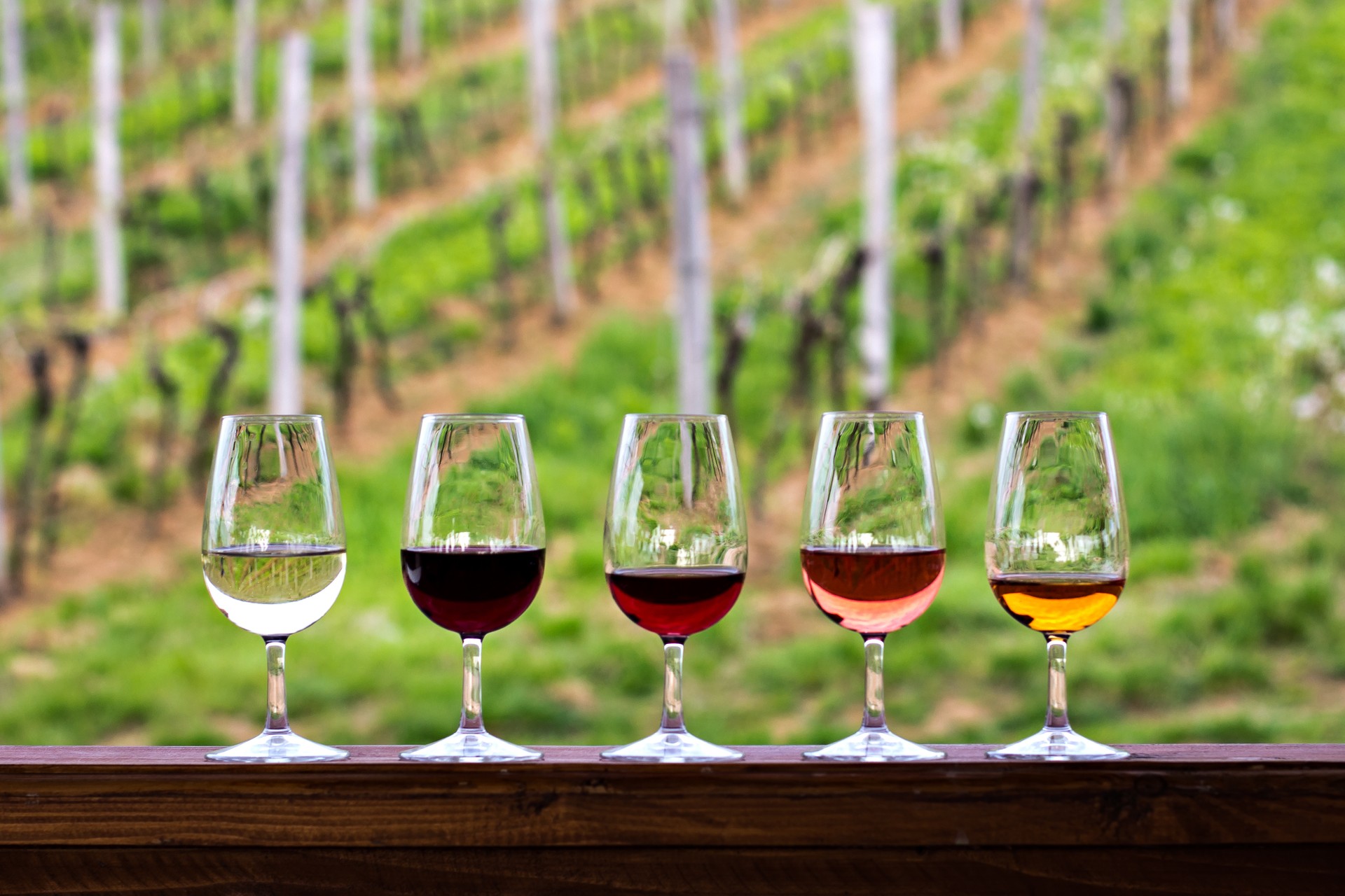 Glasses with wine. Red, pink, white wine in glasses.